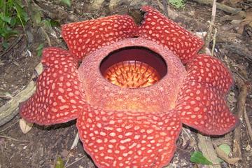 Cameron Highlands: Nature's Wonder Amazing Rafflesia Explorer