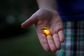 Fireflies Santuary & Penarik Fishing Village from Kuala Terengganu