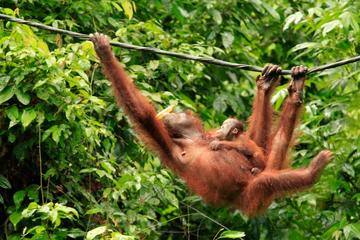 Full-Day Orangutan Rehabilitation Centre and City Tour in Sandakan