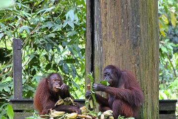 Full-Day Sepilok Orangutan and Sun Bear and Sandakan City Trail