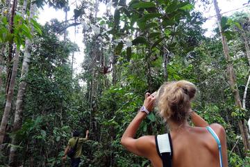 Semenggoh & Matang Wildlife