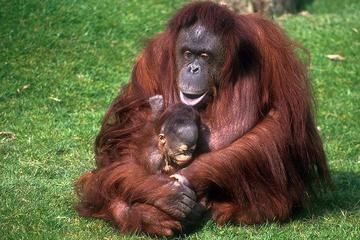 Semenggoh Orangutan Centre with Rainforest Walk from Kuching