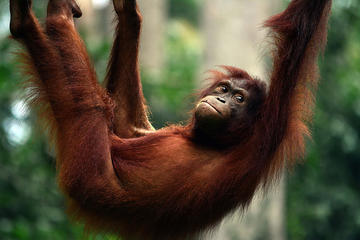 Semenggoh Wildlife & Sarawak Cultural Village & Jong's Crocodile Farm