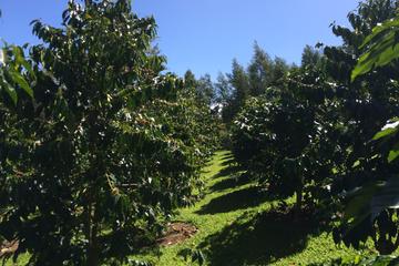 Half-Day Kula Coffee Tour