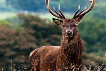 3-hour Connemara Wild Deer Viewing Safari from Letterfrack