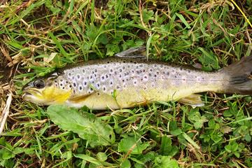 Brown Trout Fly Fishing Day Tour in Lough Corrib County Galway