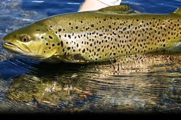 Brown Trout Fly Fishing Day Tour in Lough Corrib County Galway