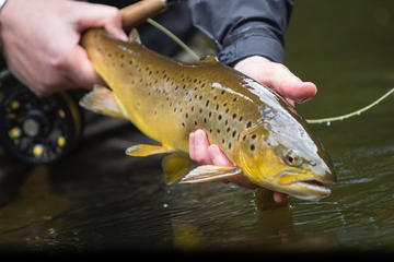 Brown Trout Fly Fishing Day Tour in Lough Corrib County Galway