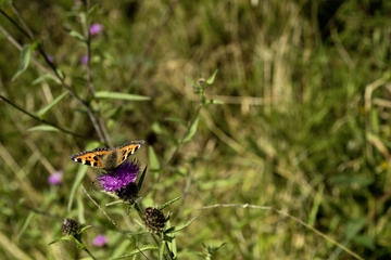 Full-day Connemara National Park Self-Guided Tour from Galway