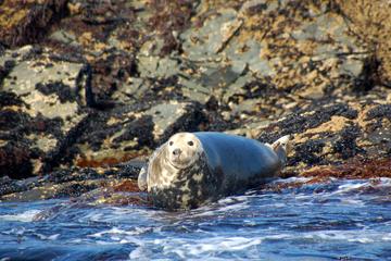 Full-day Private Connemara and Inishturk Island Wildlife-Watching cruise