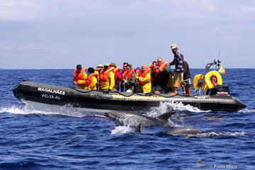Half-Day Whale and Dolphin Watching Tour