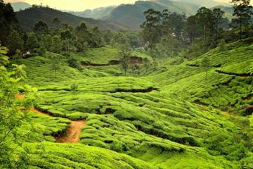 6-Night Private Kerala Tour from Kochi