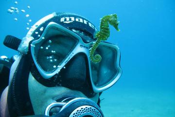 Scuba Diving from Split,Trogir, or Omis