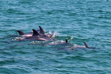 Dolphin Watching Tour from Lisbon