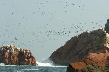 Ballestas Islands Sightseeing Boat Ride from Paracas