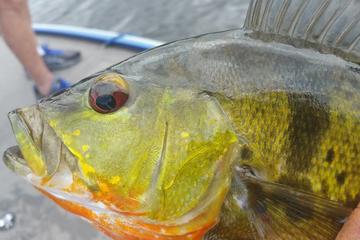 Half Day Miami Peacock Bass Fishing Trip
