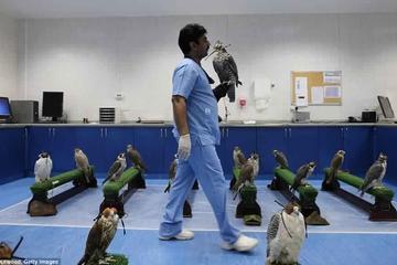 Abu Dhabi Falcon Hospital Tour Educational Tour About the Falcons With Transfers