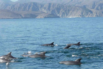 Full Day Oman Musandam Khasab Tour by Traditional Dhow Cruise-Dolphin watching