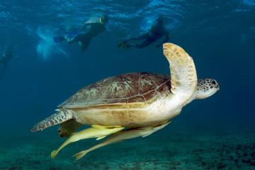 Snorkeling & Diving Trip in Ras Muhamed National Park with Instructor and Lunch