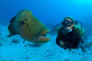 Tiran Island Full Day Sea Cruise with Snorkeling and Diving with Lunch and More
