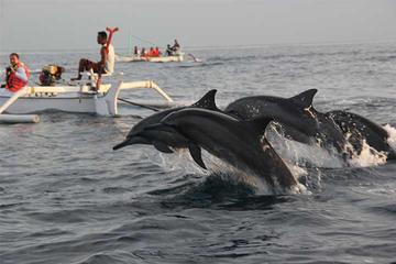 Lovina Dolphin and Jatiluwih Tour