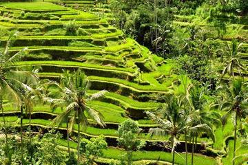 Private Chartered Car to Ubud Villages With Traditional Dance