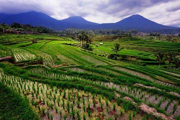 Private Full-Day Bedugul Village and Jatiluwih Rice Fields Tour from Bali
