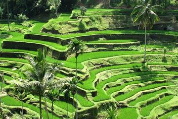 Tegalalang Ubud Half Day Tour