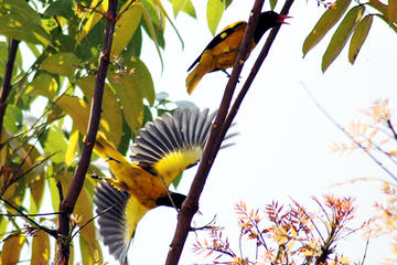 River Cruise for Birds Watching in Galle