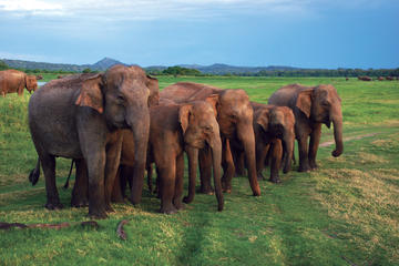 Udawalawe National Park Adventure from Galle