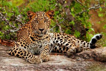 Yala National Park Adventure from Galle