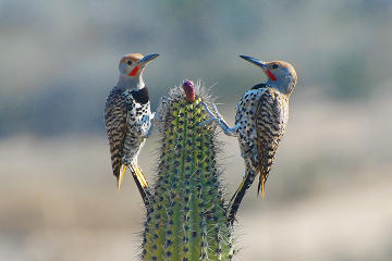 8-Day Baja Bird Watching Adventure
