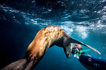 Swimming and Snorkeling in Area with Sea Lions in Sea of Cortez