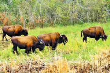 Mountain Buffalo Half-Day Tour from Yellowknife