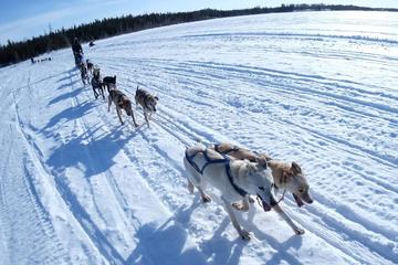Yellowknife Dog Sledding Tour