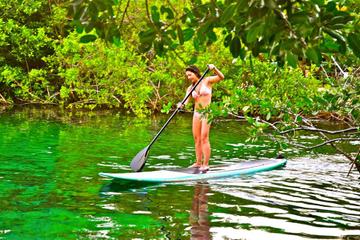 Private Tour: Stand Up Paddleboarding and Snorkeling in Tulum