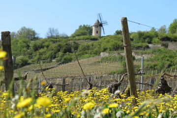 Private day tour to Burgundy wine region from Paris