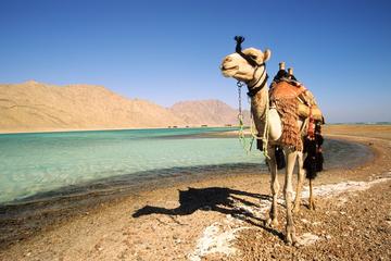 2-Hour Camel Safari to Wadi Bida or Blue Lagoon from Dahab