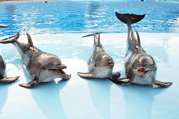 Dolphin Show