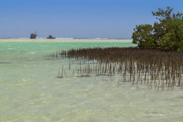 Snorkeling Day Tour to Nabq National Park