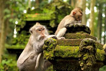 Halfday Tour: Ubud Monkey Forest and White Herons Colony Watching
