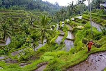 Private Tour: Ubud Highlights