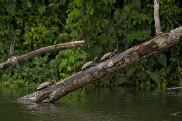 4 Days - Tambopata Eco Tour