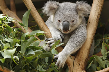 Healesville Sanctuary and Yarra Valley Day Trip from Melbourne