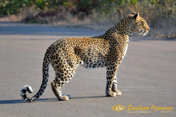 4-Day Kruger National Park Safari from Johannesburg