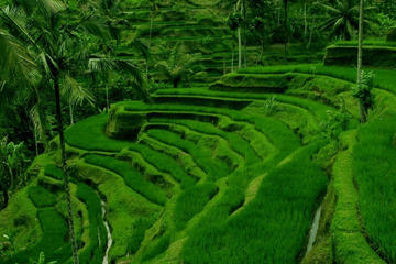 5-Day Bali Tour Including Day Trips and Water Sports