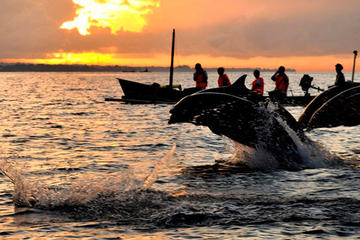 Dolphin Watching, Waterfalls and Ulundanu Temple Tour in Bali