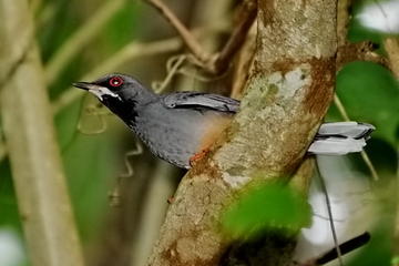 Rocklands Bird Sanctuary and Montego Bay Highlights Tour from Falmouth