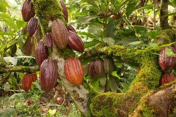 Private Group Tour of the Dominican Cacao Route