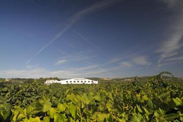 Winery and Wine Tasting Tour in el Penedes from Barcelona